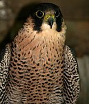 perrigrine falcon