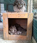 Owl breeding Project