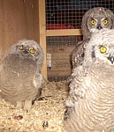 Owl breeding Project
