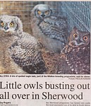 owl breeding