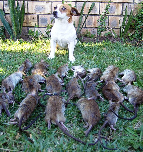 jack russell rat hunting