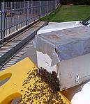 bee relocation