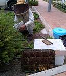 bee relocation