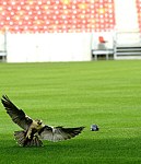 Urban Raptor Project
