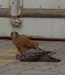 Urban Raptor Project
