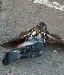 Urban Raptor Project