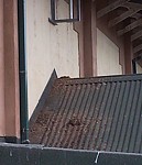 Bird excrement