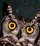 owl
