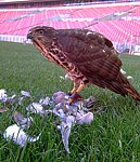 Urban Raptor Project