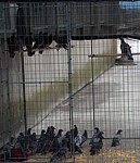 trapped pigeons