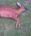 grysbuck