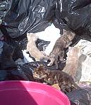 feral cats