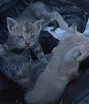 feral cats