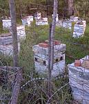 Keokama Honey