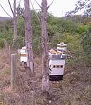 Keokama Honey