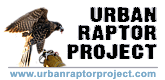Urban Raptor Project