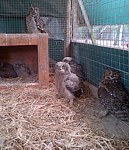 Owl breeding Project
