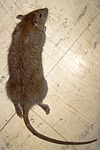Brown Rat
