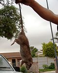 Norwegian Brown Rat