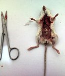 Disease Monitoring