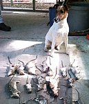 English Fox Terrier
