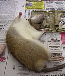 Black House Rat