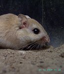 Hairy Footed Gerbil