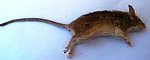 House Mouse