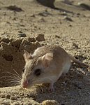 Hairy Footed Gerbil