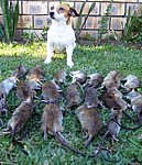 Jack Russel Terrier