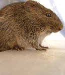 karroo Bush Rat
