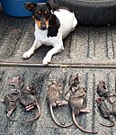 rat terrier