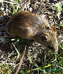 Rock Mouse