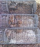 rodent traps