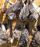 Secondary Poisoning