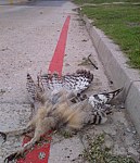 Killed by vehicle
