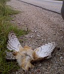 Killed by vehicle