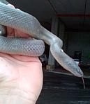 snakes