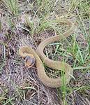 snakes