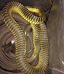 snakes