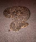 snakes