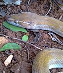 snakes
