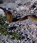 snakes