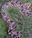 snakes
