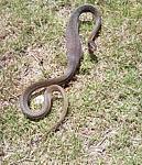 snakes