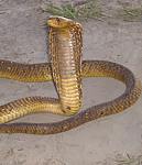 snakes