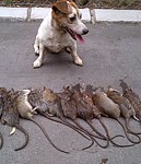 Chucky the Rat Slayer