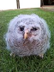 Baby Owl