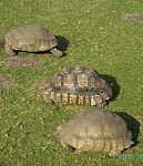 Tortoises